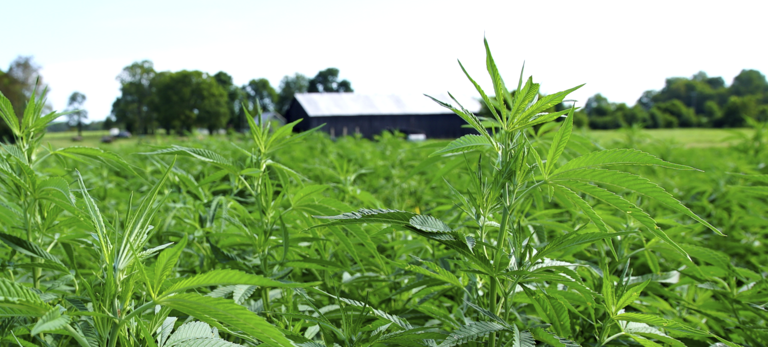 Do You Know Where Your Cbd Comes From? – Gencanna